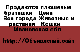 Продаются плюшевые бриташки › Цена ­ 2 500 - Все города Животные и растения » Кошки   . Ивановская обл.